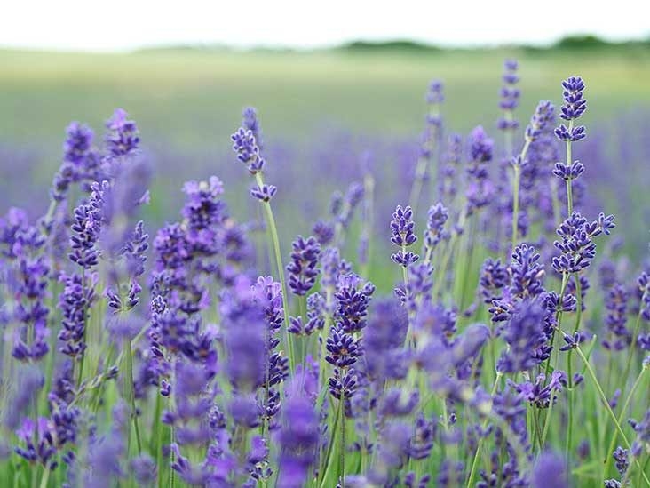 Lavender Oil
