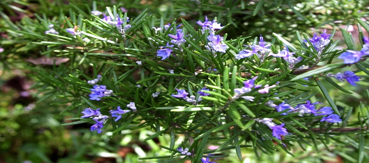 Rosemary Oil