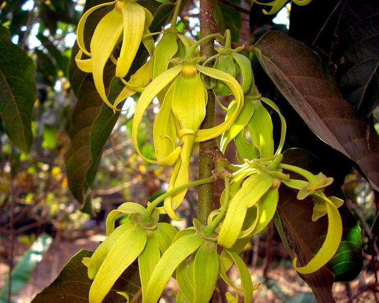Ylang Ylang (Cananga Flower) Oil